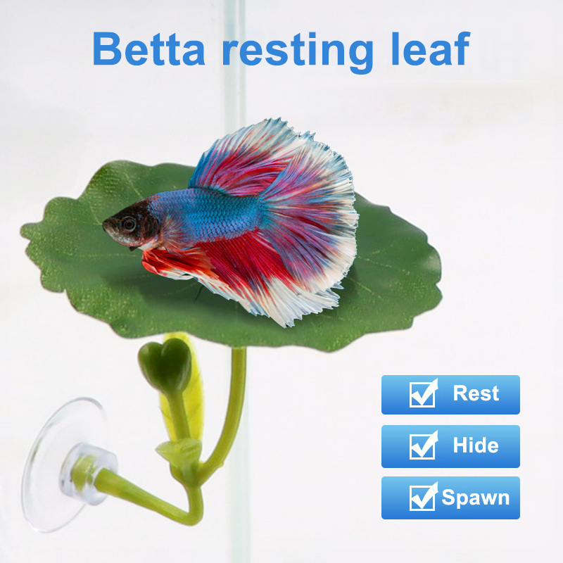 Planted Aquarium For Betta - 1 adet yeşil yaprak hamak Betta