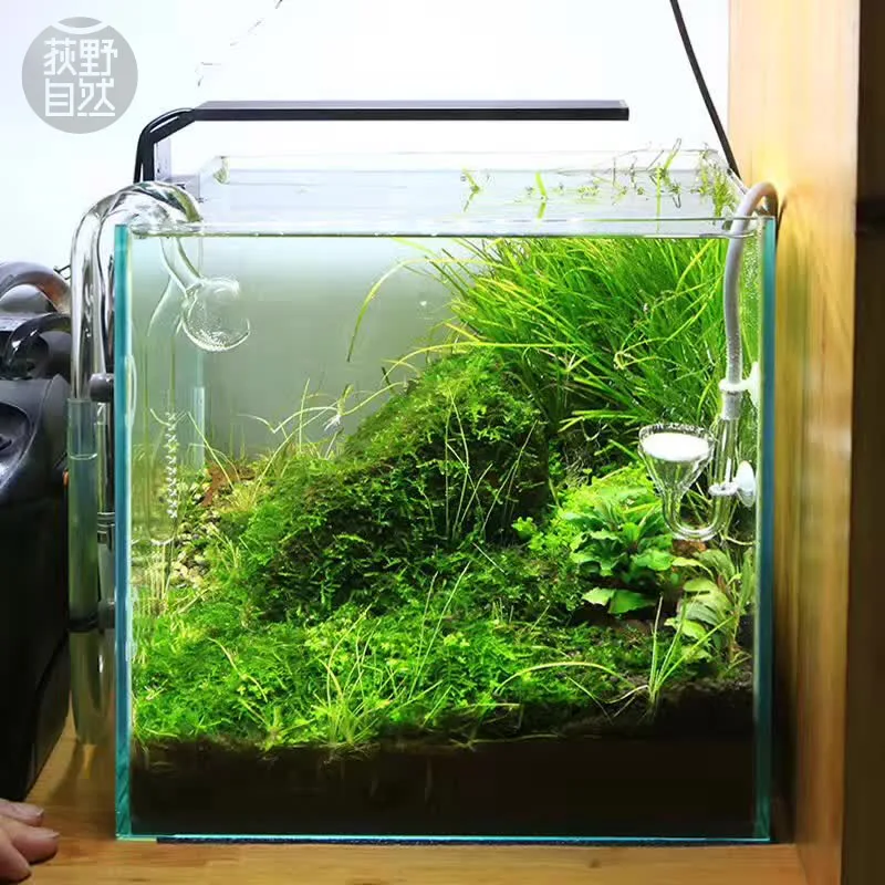 Aquarium Plant Diseases - Spirürler C Serisi ADA Tarzı Bitki