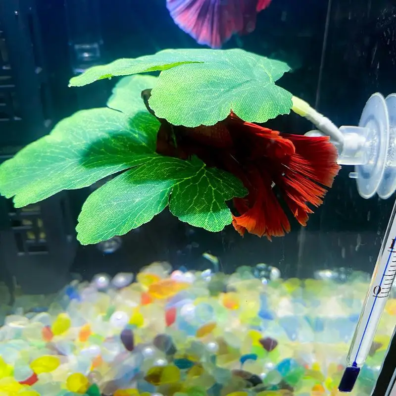 Planted Aquarium For Betta - Betta Balığı Yaprak Hamağı Akvaryum Dekoratif