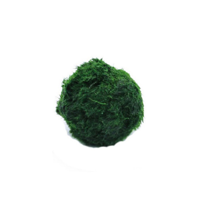 Planted Aquarium Moss - Marimo Yosun Topları Canlı Akvaryum Bitkisi