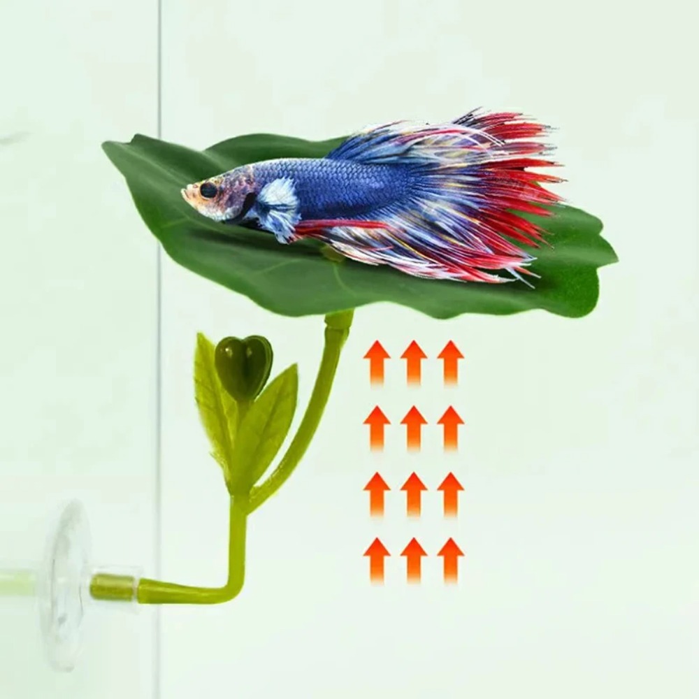 Planted Aquarium For Betta - 1 Adet Yeşil Yaprak Betta Balığı
