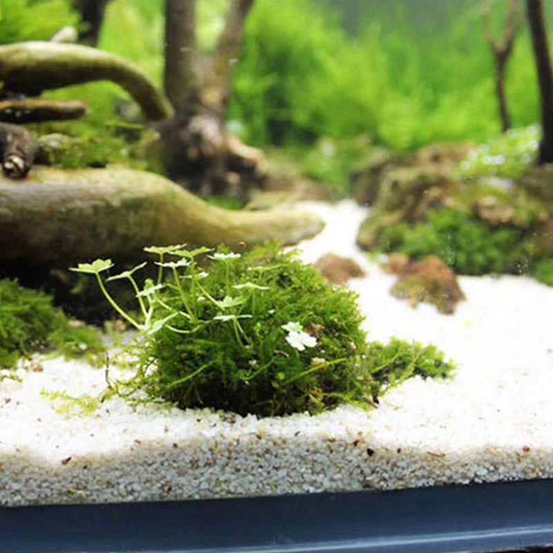 1 adet Su Evcil Hayvan Malzeme - Planted Aquarium Models incelemesi ve fiyatı