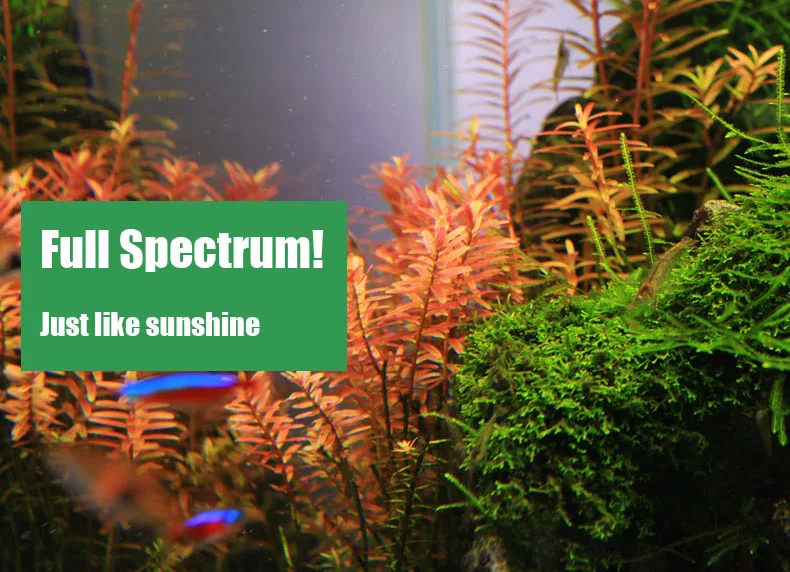 Spirürler C Serisi ADA Tarzı B - Aquarium Plant Diseases incelemesi ve fiyatı