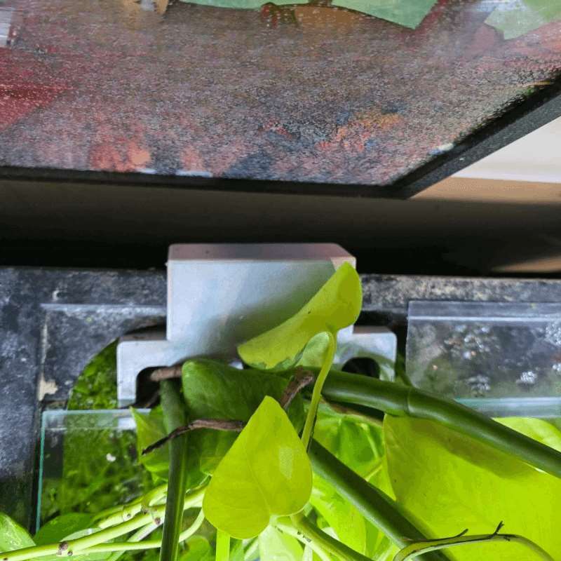 Balık Tankı Yan Bitki Montaj B - Aquarium Plant Diseases incelemesi ve fiyatı