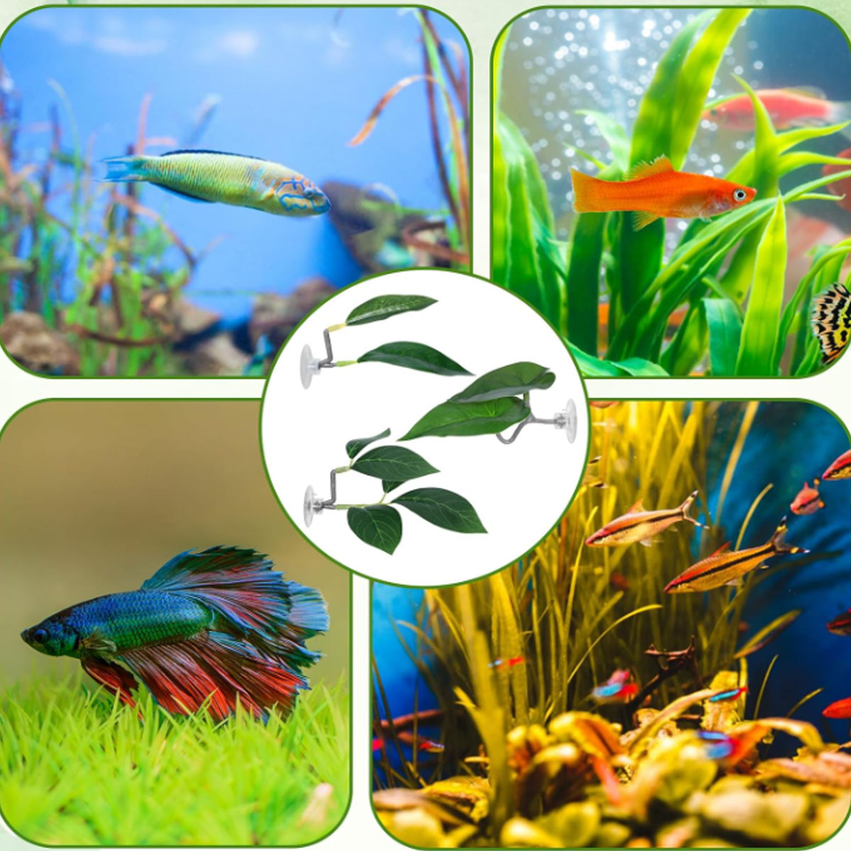 1 adet Betta balık hamak yumuş - Planted Aquarium For Betta incelemesi ve fiyatı