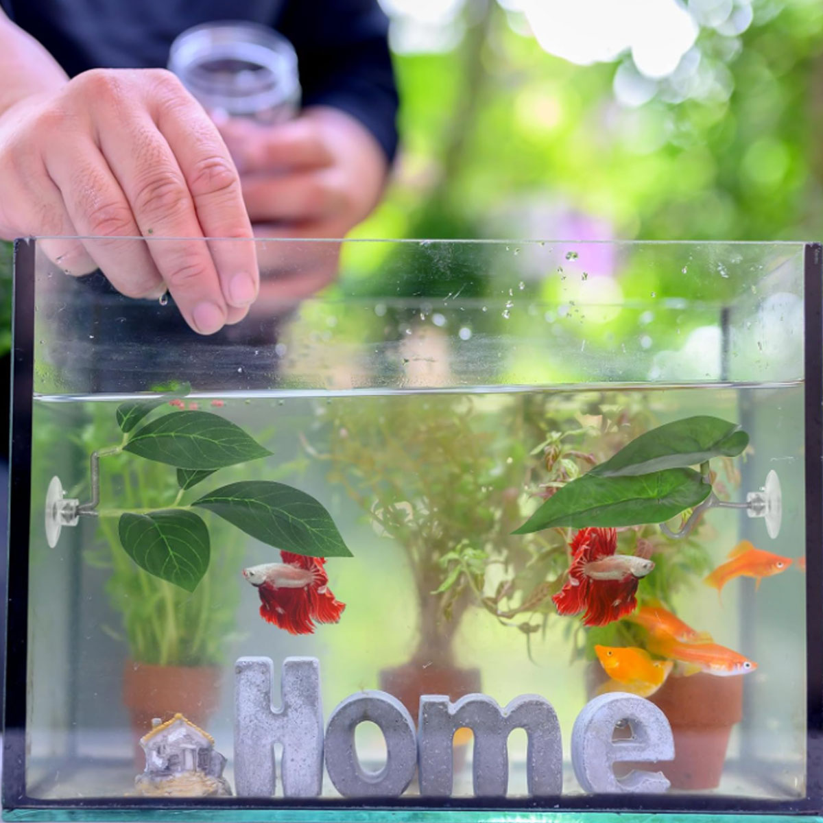 1 adet Betta balık hamak yumuş - Planted Aquarium For Betta incelemesi ve fiyatı