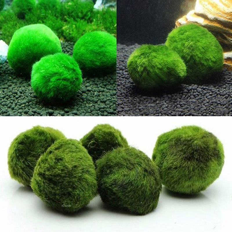 Marimo Yosun Topları Canlı Akv - Planted Aquarium Moss incelemesi ve fiyatı