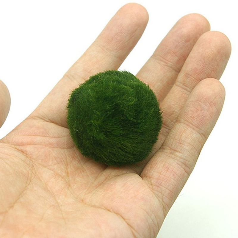 Marimo Yosun Topları Canlı Akv - Planted Aquarium Moss incelemesi ve fiyatı
