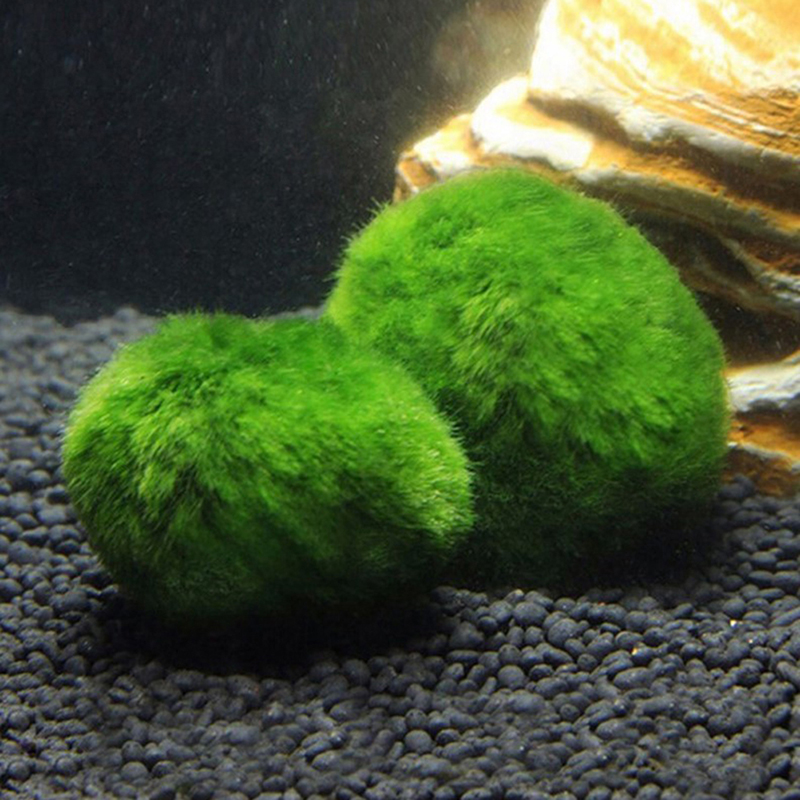 Marimo Yosun Topları Canlı Akv - Planted Aquarium Moss incelemesi ve fiyatı