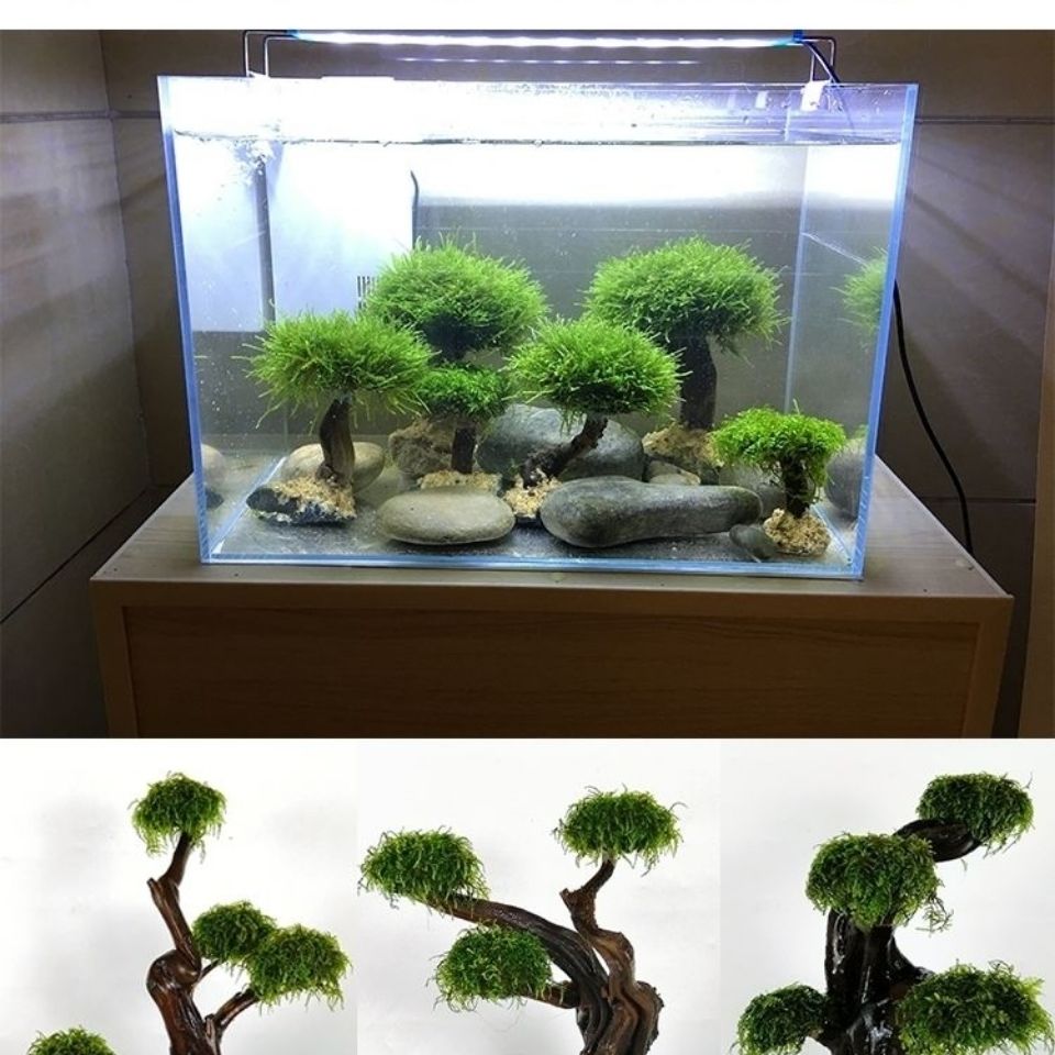 Balık tankı yeşillendirme ahşa - Planted Aquarium Moss incelemesi ve fiyatı