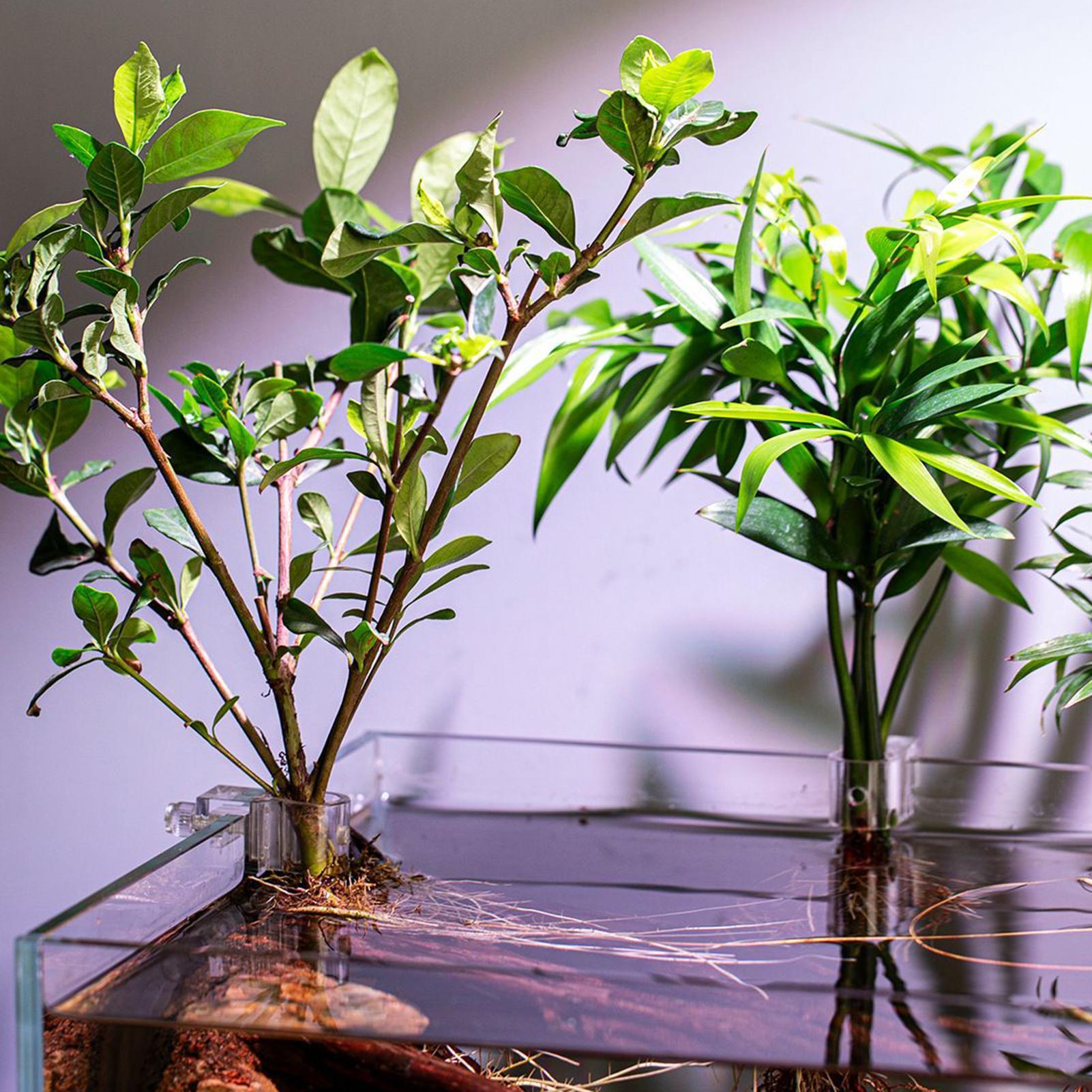 6 adet Akvaryum Bitki Tutucula - Aquarium Plant Diseases incelemesi ve fiyatı