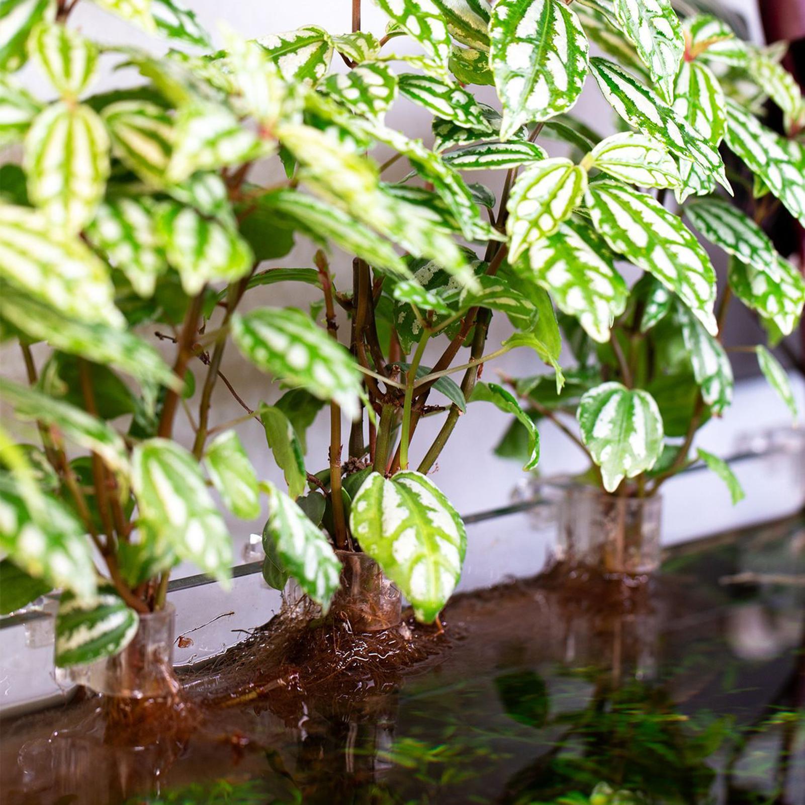 6 adet Akvaryum Bitki Tutucula - Aquarium Plant Diseases incelemesi ve fiyatı
