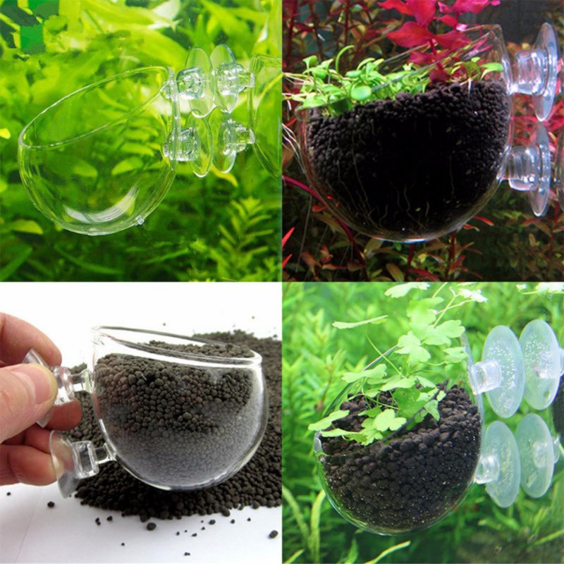Akvaryum asılı sucul bitki toh - Planted Aquarium Moss incelemesi ve fiyatı