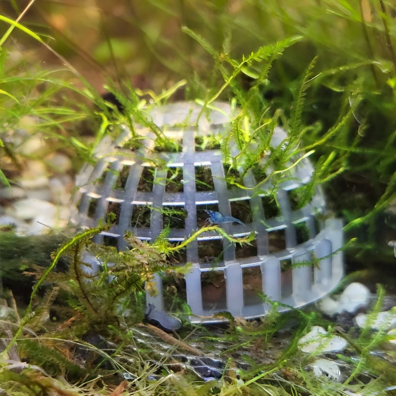 2 adet Akvaryum Yosun Topu Tut - Planted Aquarium Models incelemesi ve fiyatı